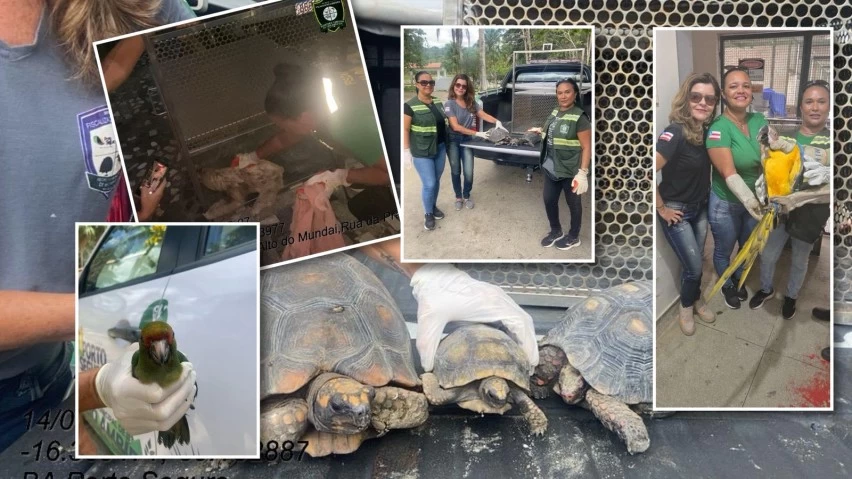 Animais silvestres são resgatados pela prefeitura de Porto Seguro