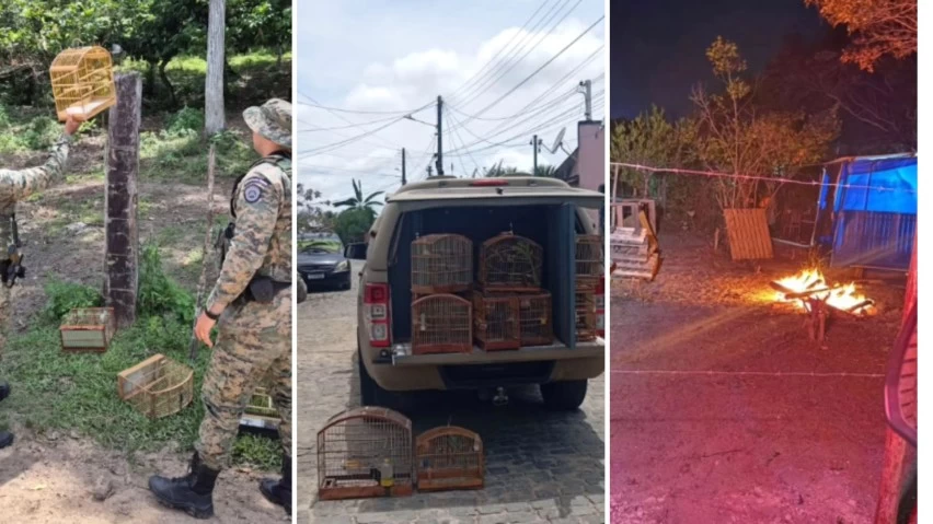 Polícia ambiental resgata aves silvestres e reforça fiscalização no sul da Bahia