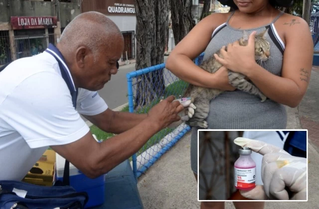 Salvador inicia imunização antirrábica em bairros de fronteira; confira o cronograma