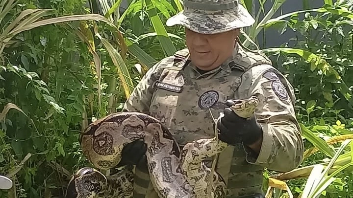 Jiboia encontrada em Brotas é capturada pela PM